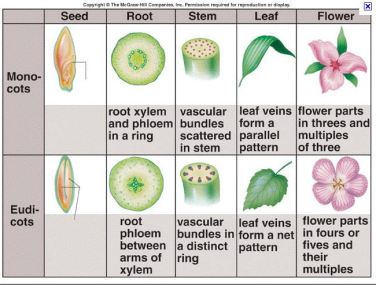Basic Differences Between Monocots and Eudicots